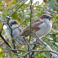 spatz