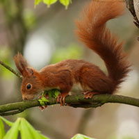 eichhörnchen