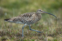Grosser Brachvogel