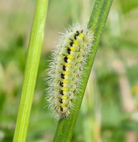 raupe