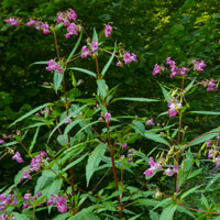 Drüsiges Springkraut
