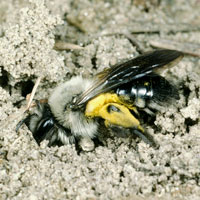 Andrena vaga