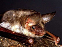 fledermaus