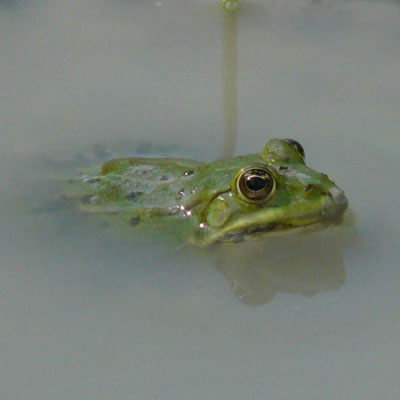 frosch