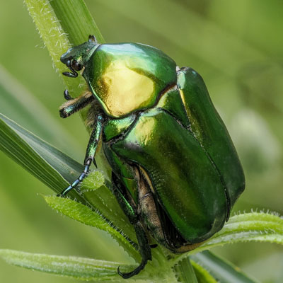 Grosser Rosenkäfer