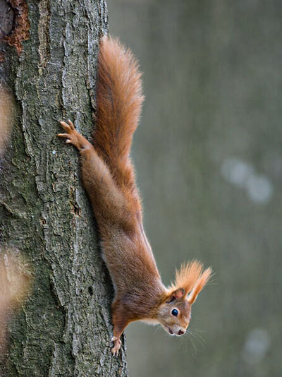 Eichhoernchen-Michael-Gerber