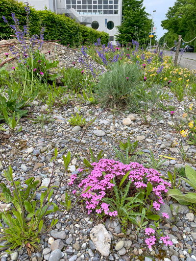 Schulhaus Steinboden