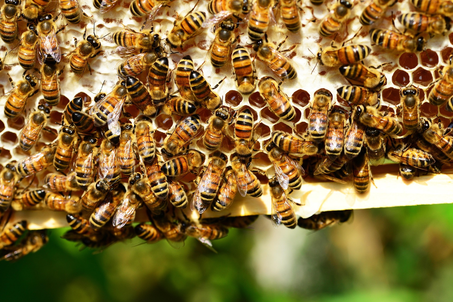 Tiere_in_Staaten_Bienen