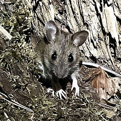 Waldmaus