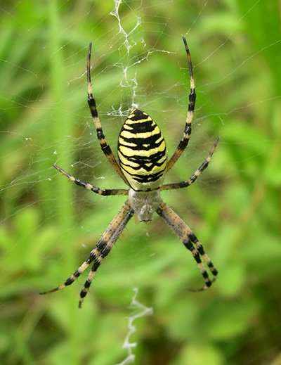 wespenspinne